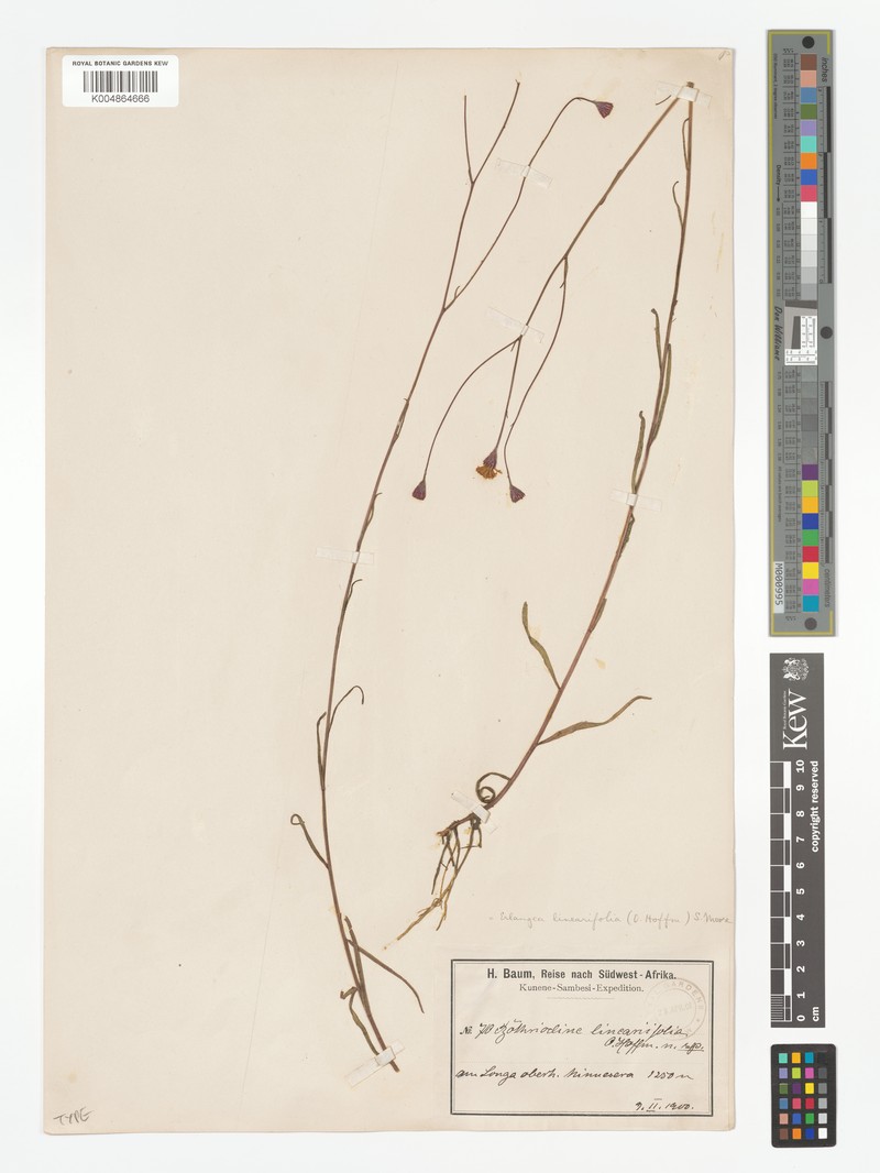 Erlangea linearifolia