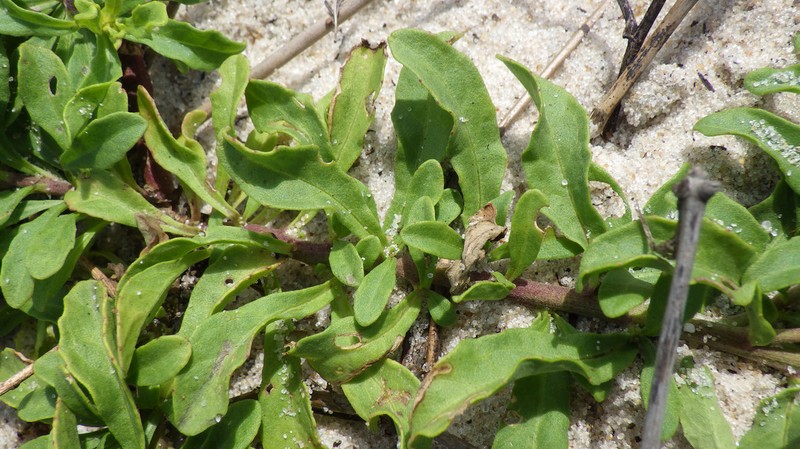 Erlangea plumosa