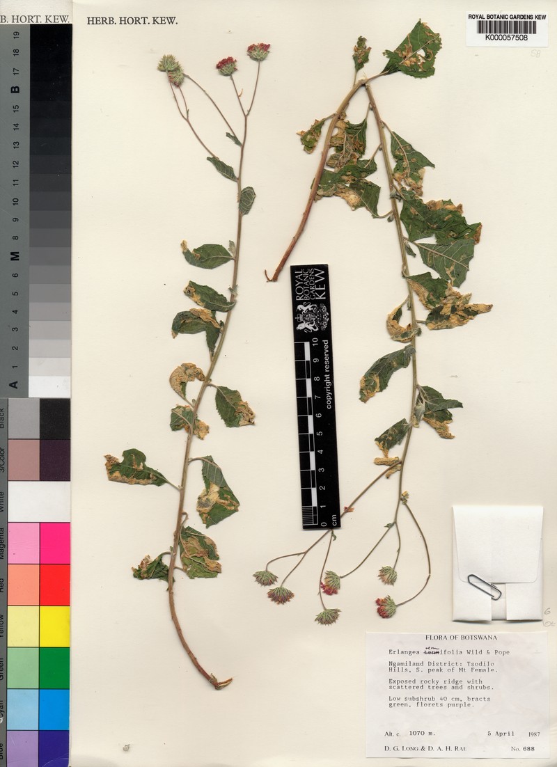 Erlangea remifolia