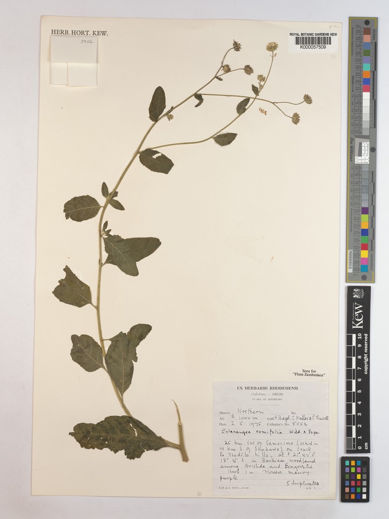 Erlangea remifolia photo 3