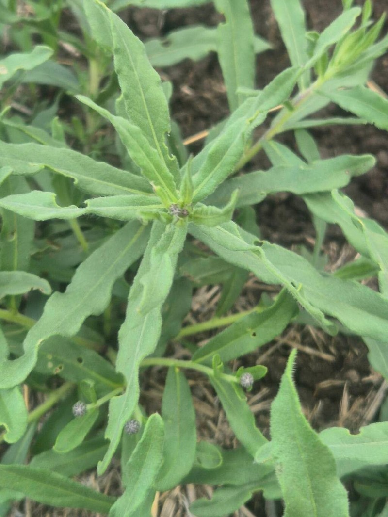 Erlangea smithii