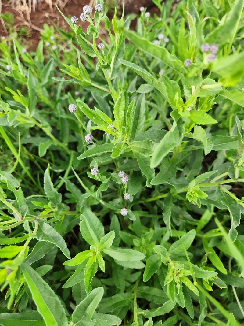 Erlangea smithii photo 2