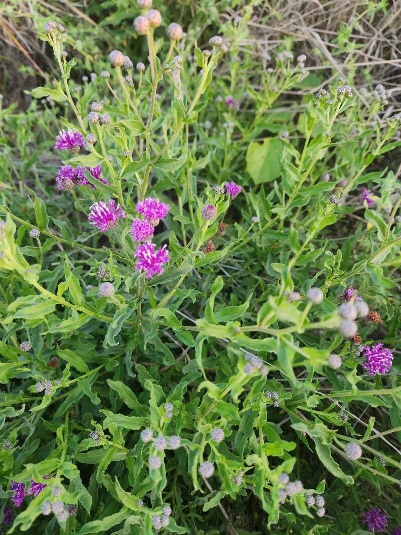 Erlangea smithii photo 3