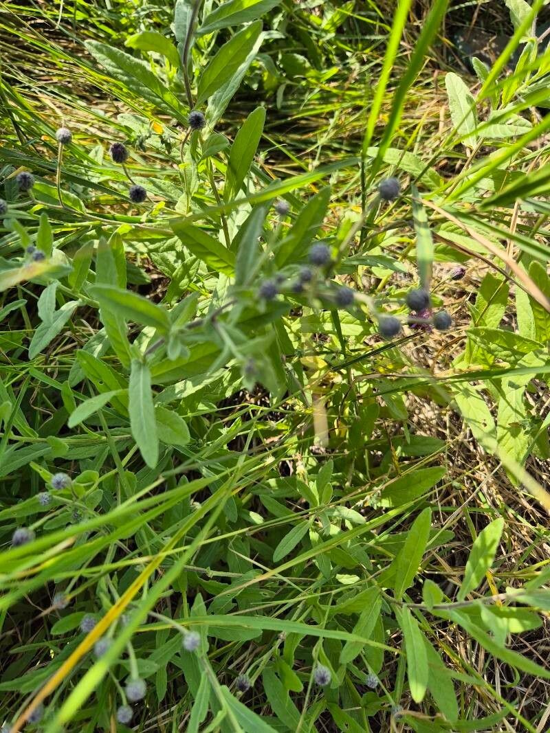 Erlangea smithii photo 4