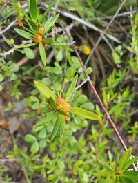 Coughbush
