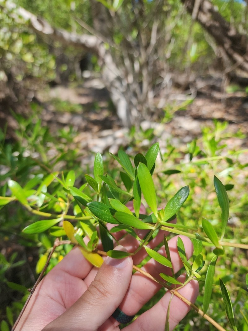 Coughbush photo 4