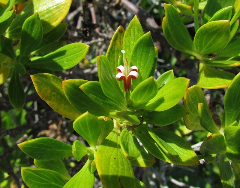 Coughbush photo 7
