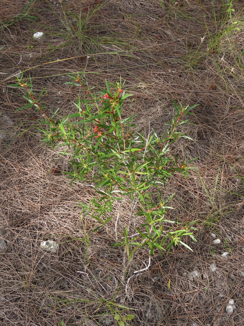 Coughbush photo 8