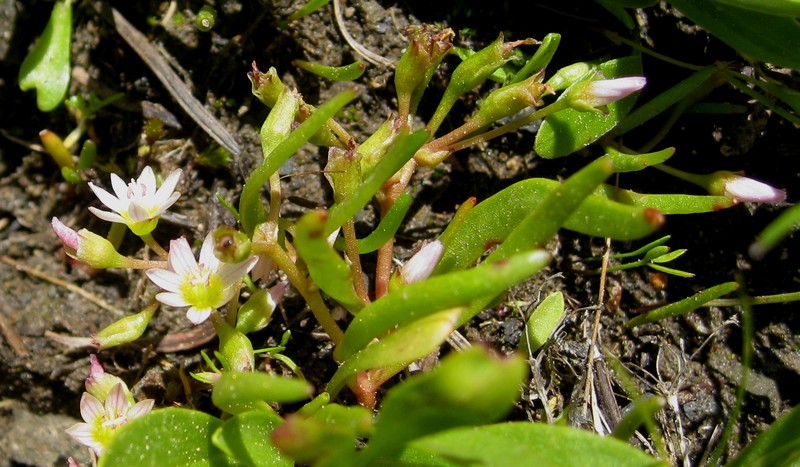 Threeleaf Lewisia