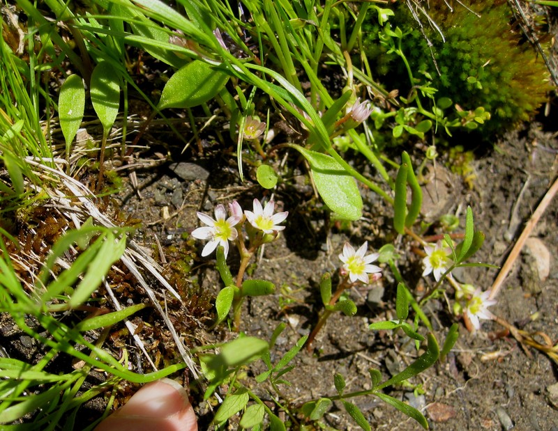 Threeleaf Lewisia photo 2