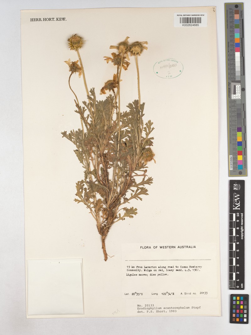 Erodiophyllum acanthocephalum