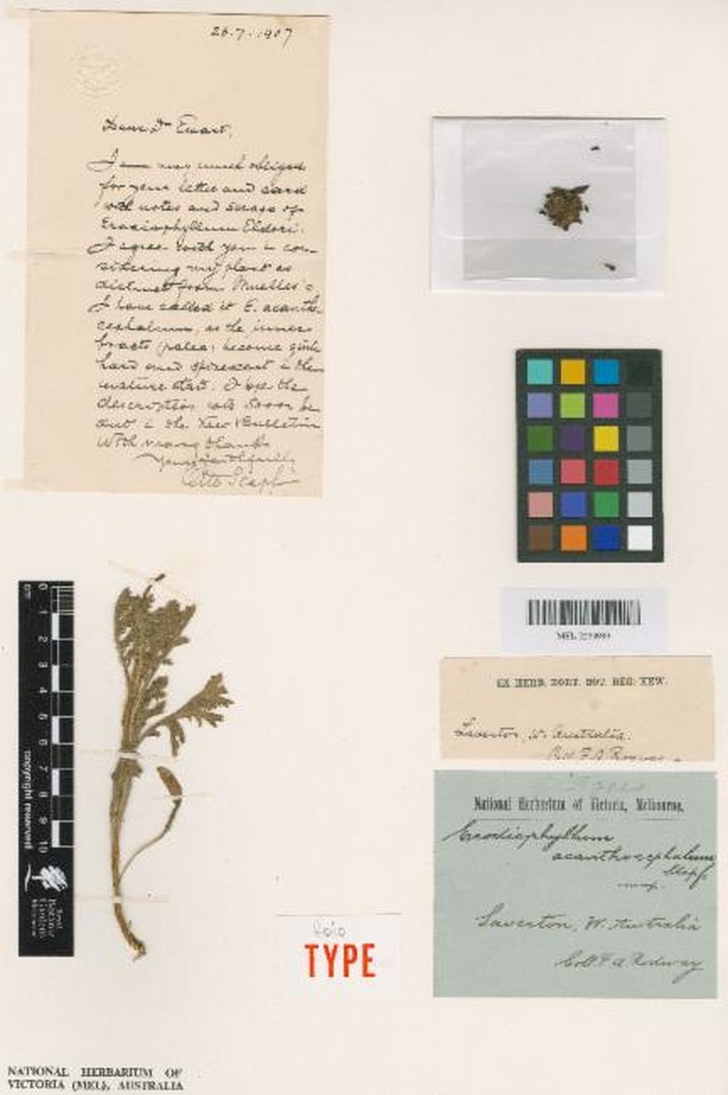 Erodiophyllum acanthocephalum photo 2