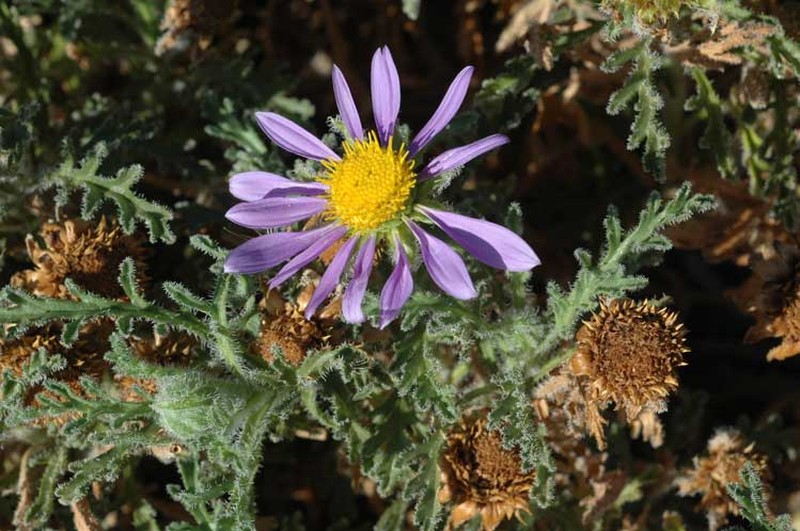 Erodiophyllum elderi