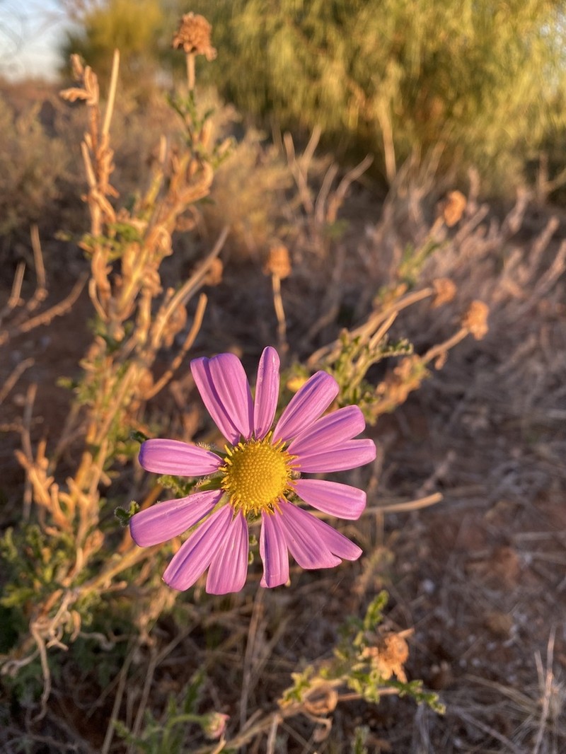 Erodiophyllum elderi photo 4