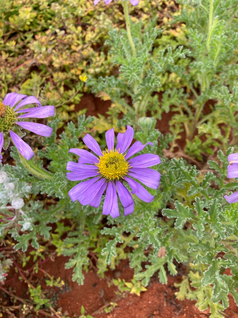 Erodiophyllum elderi photo 5