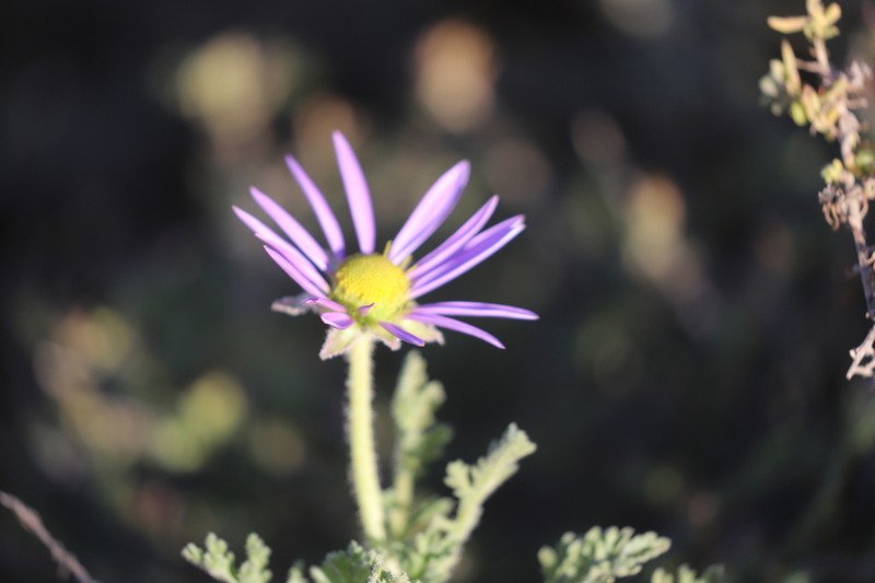 Erodiophyllum elderi photo 7