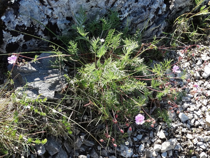 Erodium absinthoides subsp. guicciardii