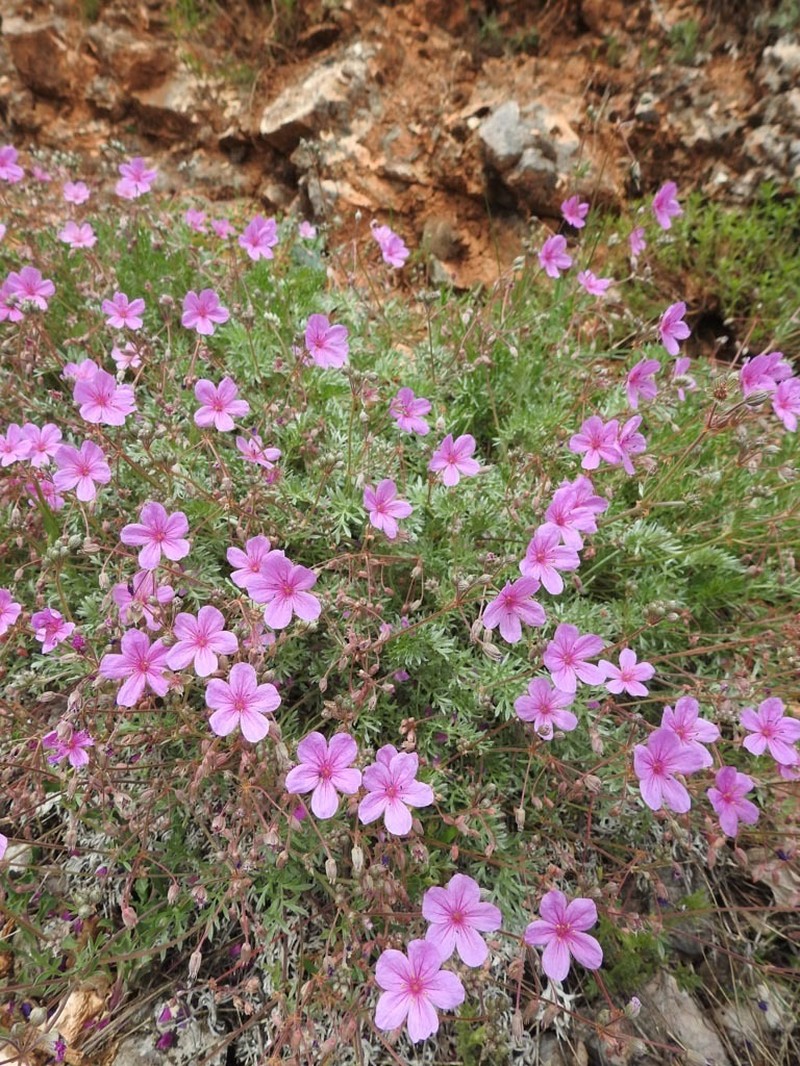 Erodium absinthoides subsp. guicciardii photo 2