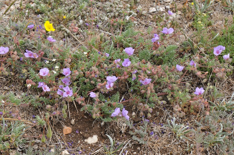 Erodium absinthoides subsp. guicciardii photo 3