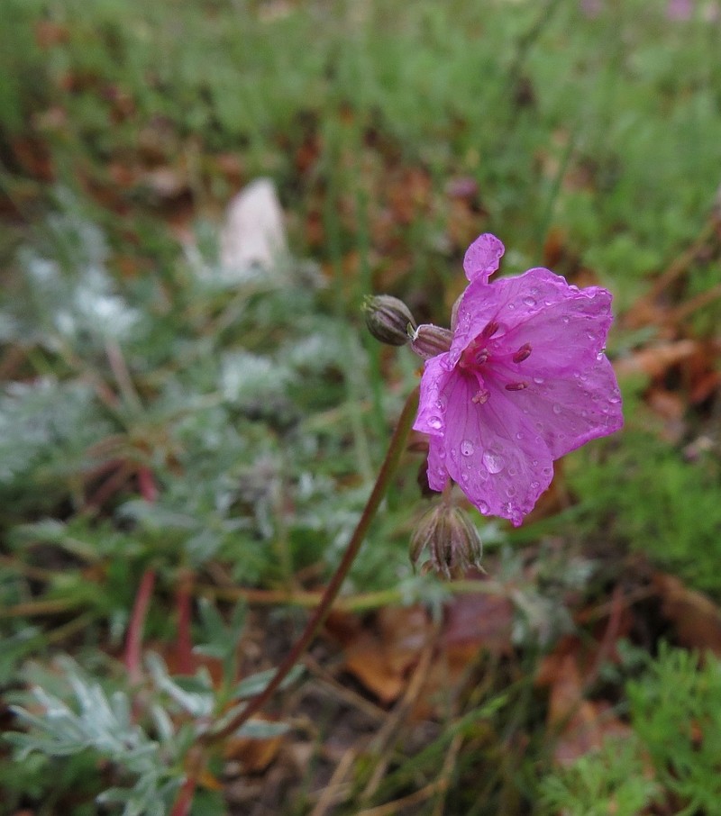 Erodium absinthoides subsp. guicciardii photo 4