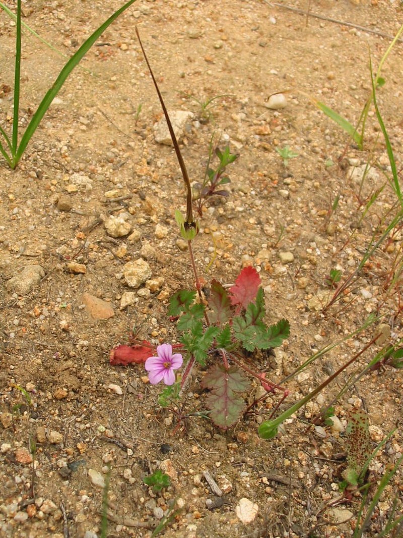 Longbeak Stork's Bill photo 4