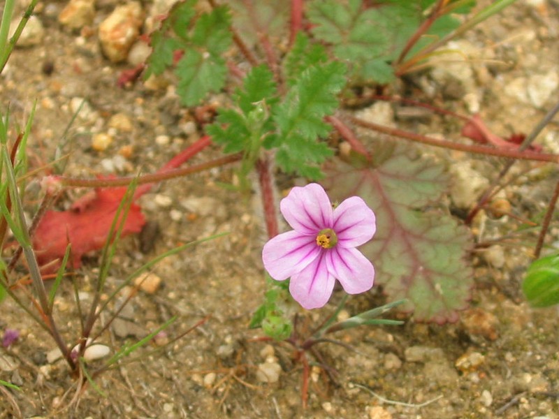 Longbeak Stork's Bill photo 5