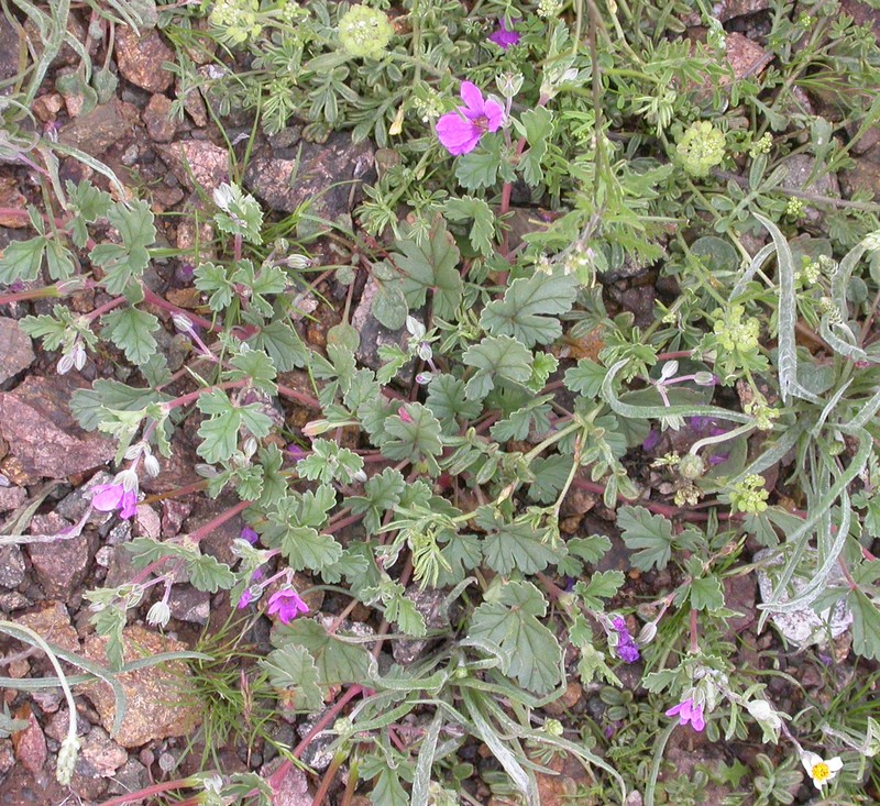 Longbeak Stork's Bill photo 6