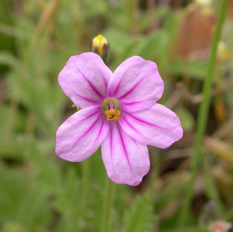 Longbeak Stork's Bill