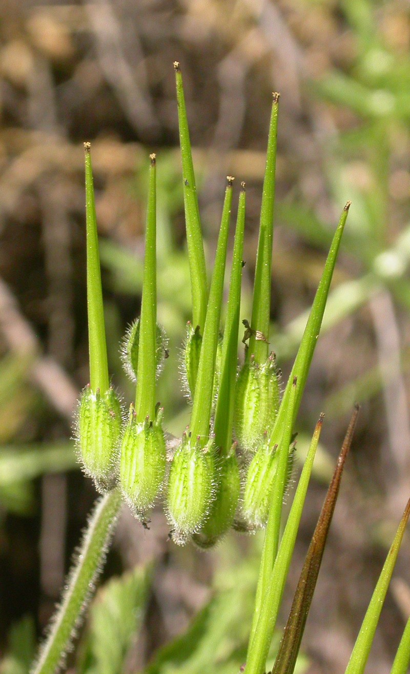 Longbeak Stork's Bill photo 2