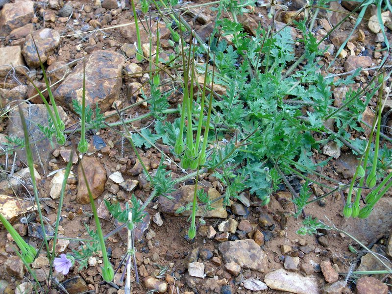 Longbeak Stork's Bill photo 7
