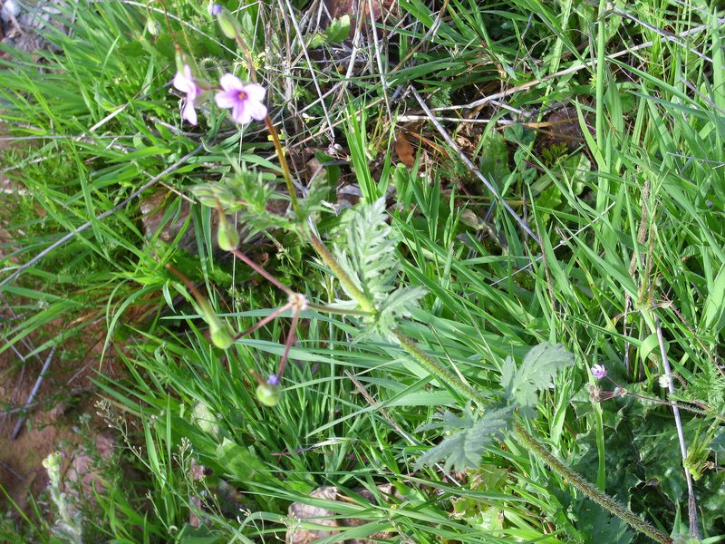 Longbeak Stork's Bill photo 8