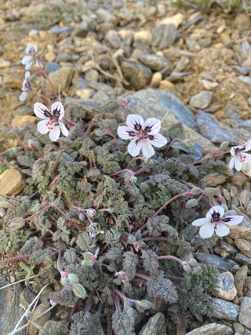 Erodium cheilanthifolium subsp. cheilanthifolium