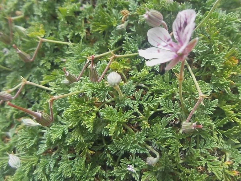 Erodium cheilanthifolium subsp. cheilanthifolium photo 2