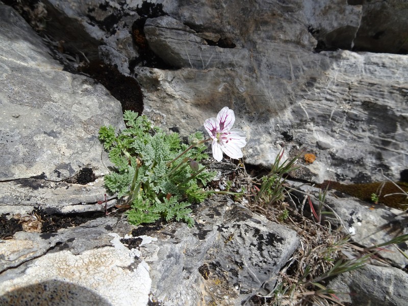 Erodium cheilanthifolium subsp. cheilanthifolium photo 3