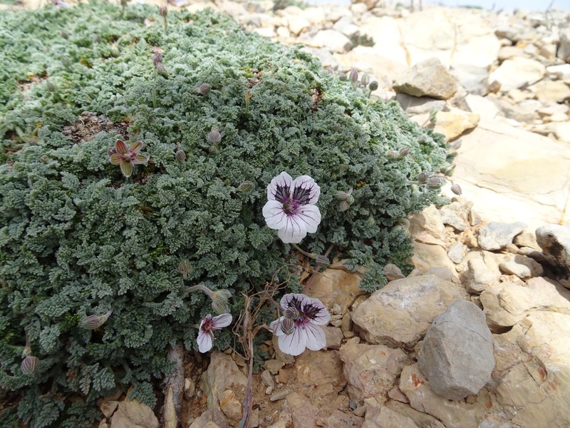 Erodium cheilanthifolium subsp. cheilanthifolium photo 4