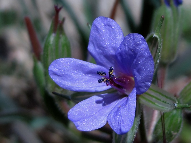 Common Stork's Bill