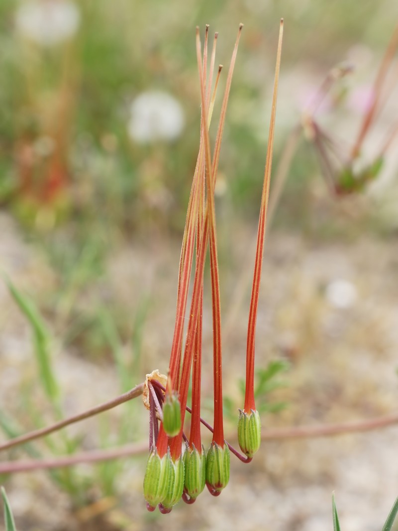 Common Stork's Bill photo 2