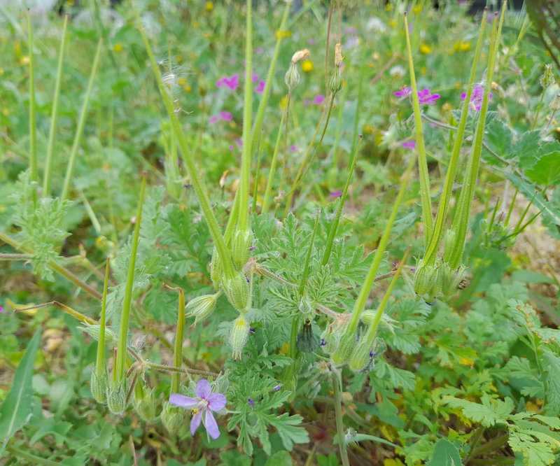 Common Stork's Bill photo 5