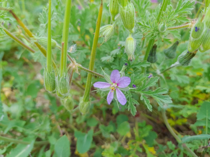 Common Stork's Bill photo 6