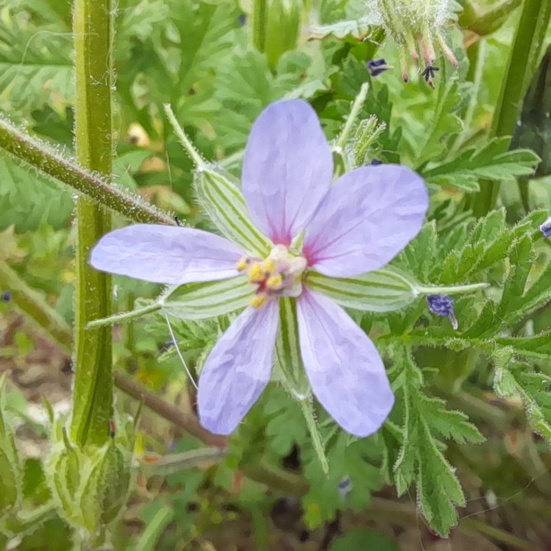 Common Stork's Bill photo 7