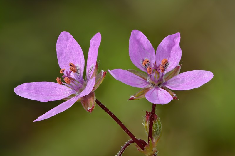 Redstem Stork's Bill photo 3