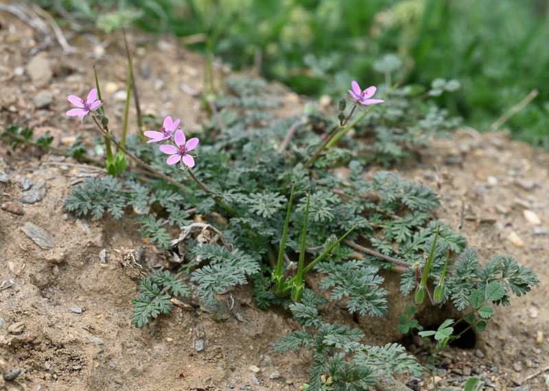 Redstem Stork's Bill photo 4
