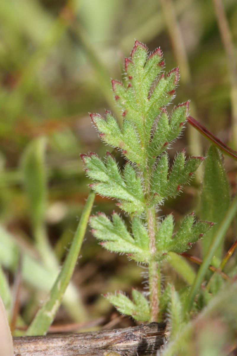 Redstem Stork's Bill photo 5