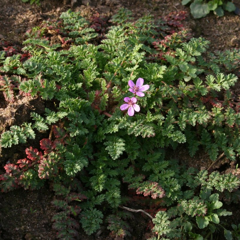 Redstem Stork's Bill