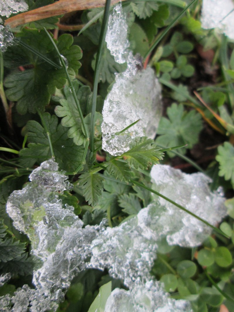 Redstem Stork's Bill photo 7