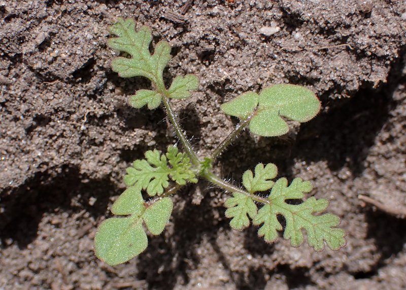 Redstem Stork's Bill photo 8