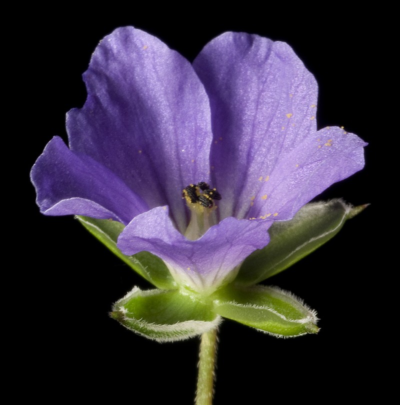 Australian Stork's Bill photo 4