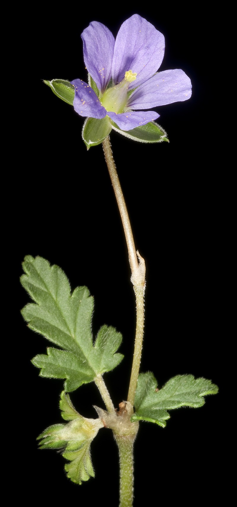 Australian Stork's Bill photo 5