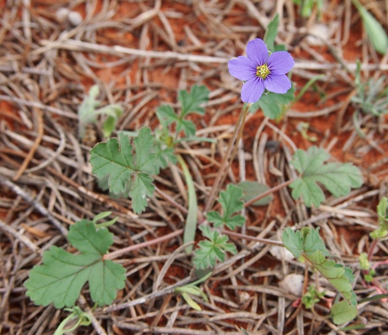 Australian Stork's Bill photo 6