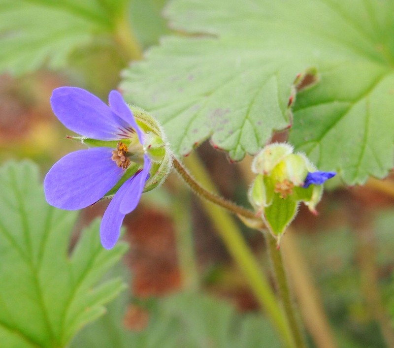 Australian Stork's Bill photo 7